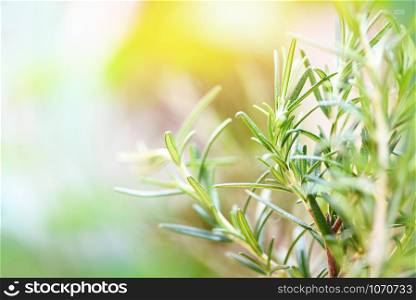Organic rosemary plant growing in the garden for extracts essential oil / Fresh rosemary herbs nature green background , selective focus