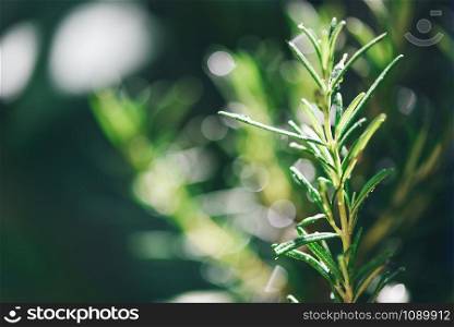 Organic rosemary plant growing in the garden for extracts essential oil / Fresh rosemary herbs nature green background , selective focus