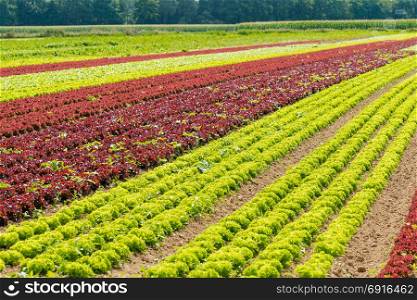 Organic Salad On Farm. Field of lettuce. field of fresh and tasty salad. lettuce plantation