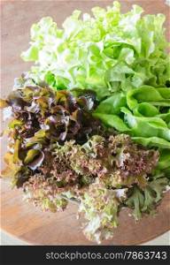 Organic salad vegetable prepare for cooking, stock photo