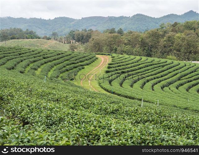 Organic tea plantation on the hill which located in the valley of the high mountain range.