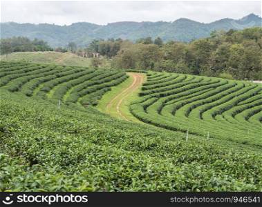 Organic tea plantation on the hill which located in the valley of the high mountain range.