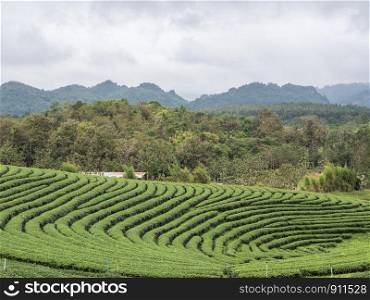 Organic tea plantation on the hill which located near the forest pak in the early morning.