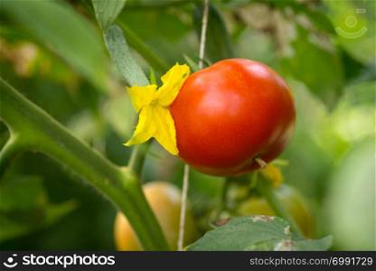 Organic tomatoes grown in branch in greenhouse.