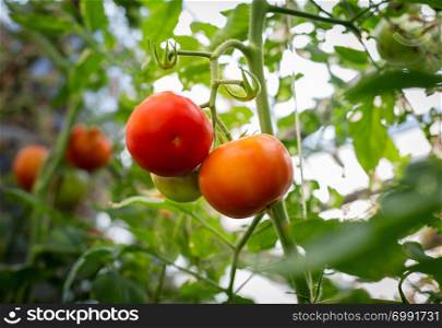 Organic tomatoes grown in branch in greenhouse.