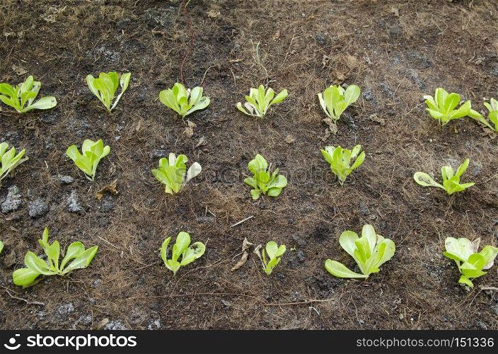 Organic vegetable garden for health
