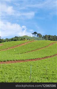 Organic vegetable plot with the irrigation system on the hill of the local farmer.