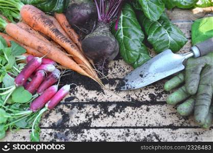 organic vegetables freshly harvested from garden with gardening gloves and shovel on a wooden table