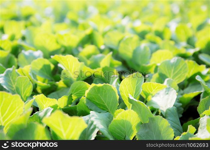 Organic vegetables with the sunlight background.