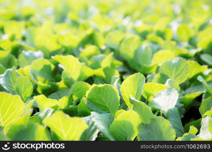 Organic vegetables with the sunlight background.