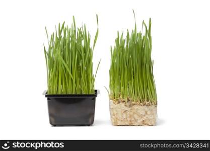 Organic wheat grass in plastic containeron white background