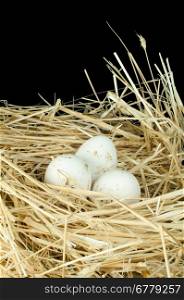 Organic white eggs from domestic farm. Eggs in a straw nest