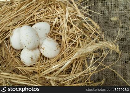 Organic white eggs from domestic farm. Eggs in a straw nest