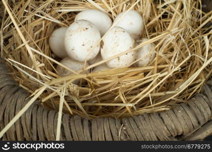 Organic white eggs from domestic farm. Eggs in vintage basket.