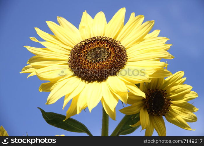 organic yellow sunflower flowers on sky blue sky background