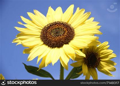 organic yellow sunflower flowers on sky blue sky background