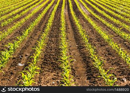 Organically cultivated corn in a field, depicting corn growing. Cultivated field, ploughed rows in pattern. Organically cultivated corn in a field