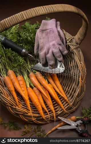 Organically grown carrots collected from a garden vegetable patch.