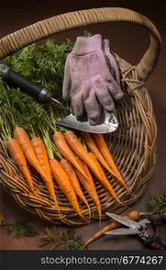 Organically grown carrots collected from a garden vegetable patch.