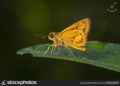 Oriens Sp, Butterfly, Garo hills, Meghalaya