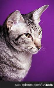 Oriental cat breed on a purple background