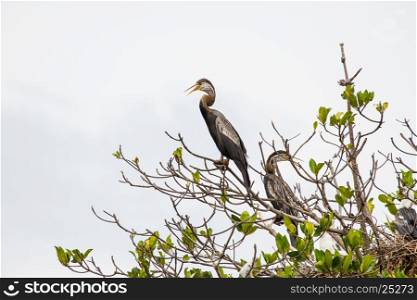 Oriental darter or snakebird bird (Anhinga melanogaster) in nature, Thailand