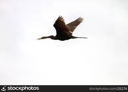 Oriental darter or snakebird bird (Anhinga melanogaster) in nature, Thailand