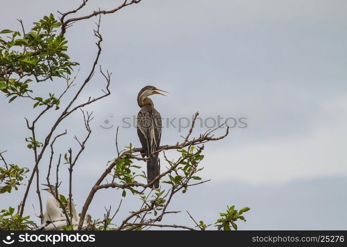 Oriental darter or snakebird bird (Anhinga melanogaster) in nature, Thailand