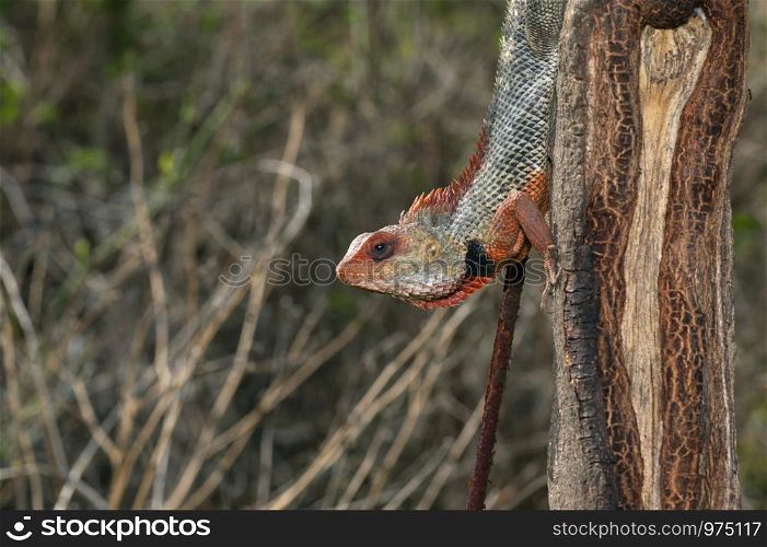 Oriental garden lizard, Calotes versicolor near Pune, Maharashtra