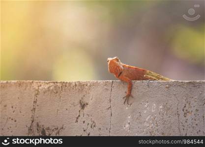 Oriental garden lizard or Changeable lizard (Calotes versicolor) lazy lying on grunge cement wall with green nature blurred background.