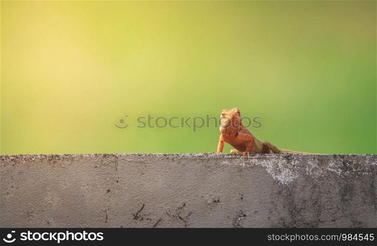 Oriental garden lizard or Changeable lizard (Calotes versicolor) lazy lying on grunge cement wall with green nature blurred background.