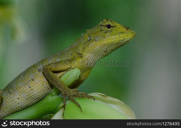 Oriental Garden Lizard sitting on tree bark (Calotes versicolor)
