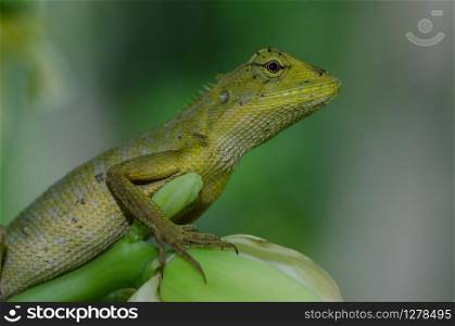 Oriental Garden Lizard sitting on tree bark (Calotes versicolor)