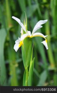 Oriental iris (Iris orientalis)