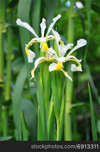 Oriental iris (Iris orientalis)