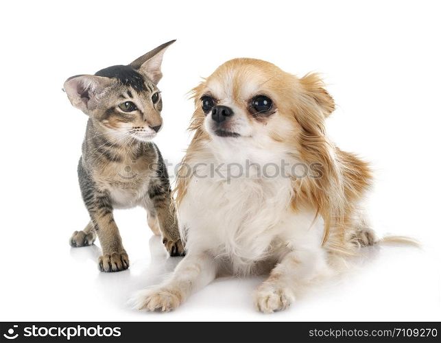 oriental kitten and chihuahua in front of white background