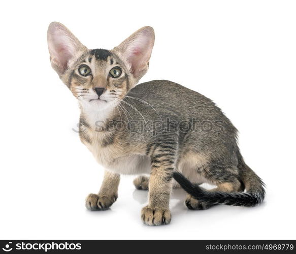 oriental kitten in front of white background