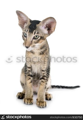 oriental kitten in front of white background