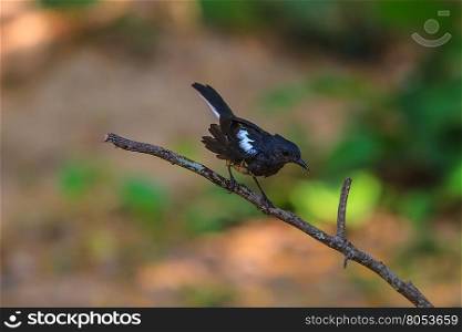 Oriental Magpie Robin bird perched on a tree