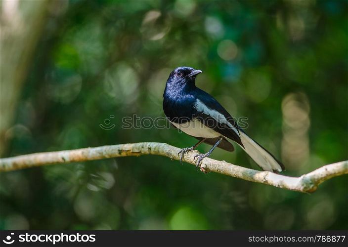 Oriental magpie robin (Copsychus saularis) on branch in nature