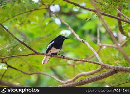 Oriental Magpie Robin perching on a branch