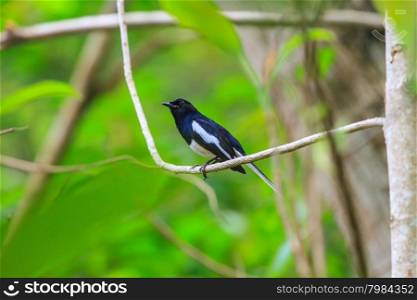 Oriental Magpie Robin perching on a branch