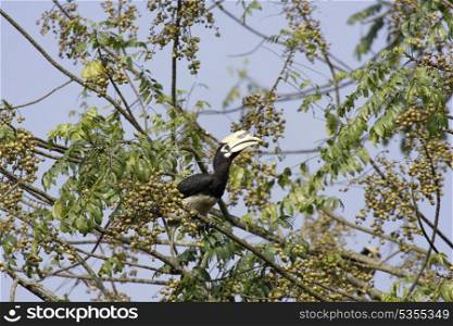 Oriental pied hornbill eating fruits