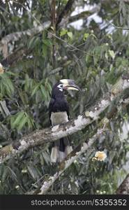 oriental pied hornbill on roosting tree