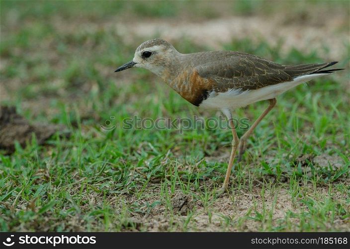 Oriental Plover (Charadrius veredus) on grass in nature, Thailand