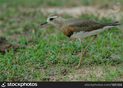 Oriental Plover (Charadrius veredus) on grass in nature, Thailand