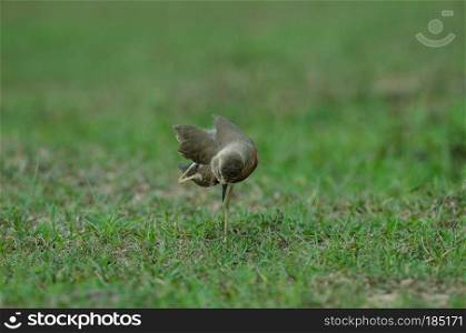 Oriental Plover  Charadrius veredus  on grass in nature, Thailand