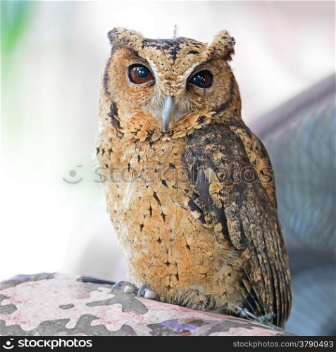 Oriental Scops Owl (Otus sunia), back profile