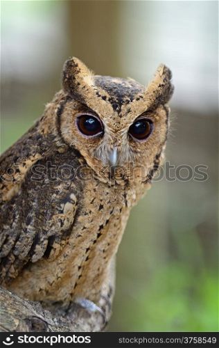 Oriental Scops Owl (Otus sunia), face and breast profile