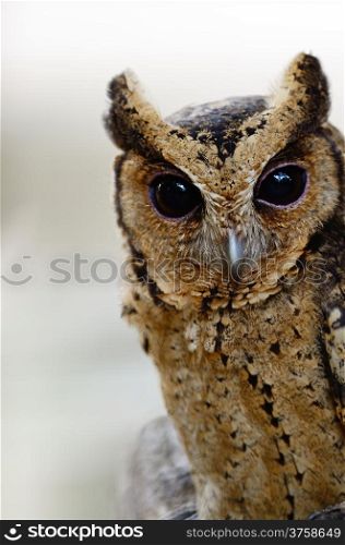 Oriental Scops Owl (Otus sunia), face and breast profile